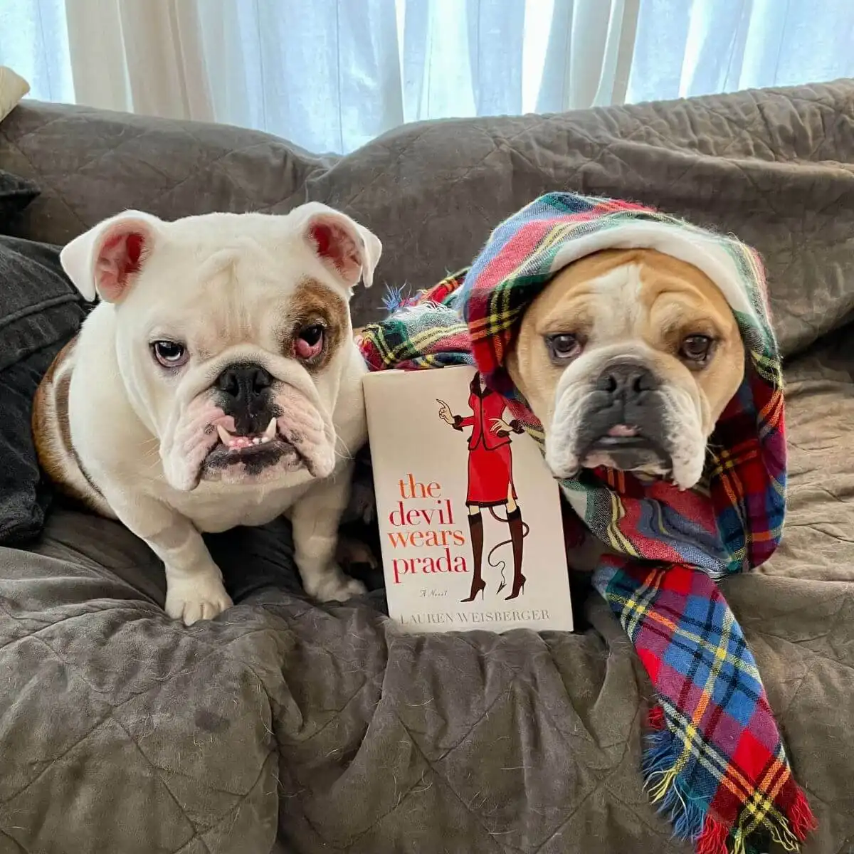 Two English Bulldogs sat on a sofa. One Bulldog is wearing a headscarf. Between the Bulldogs is the book The Devil Wears Prada.