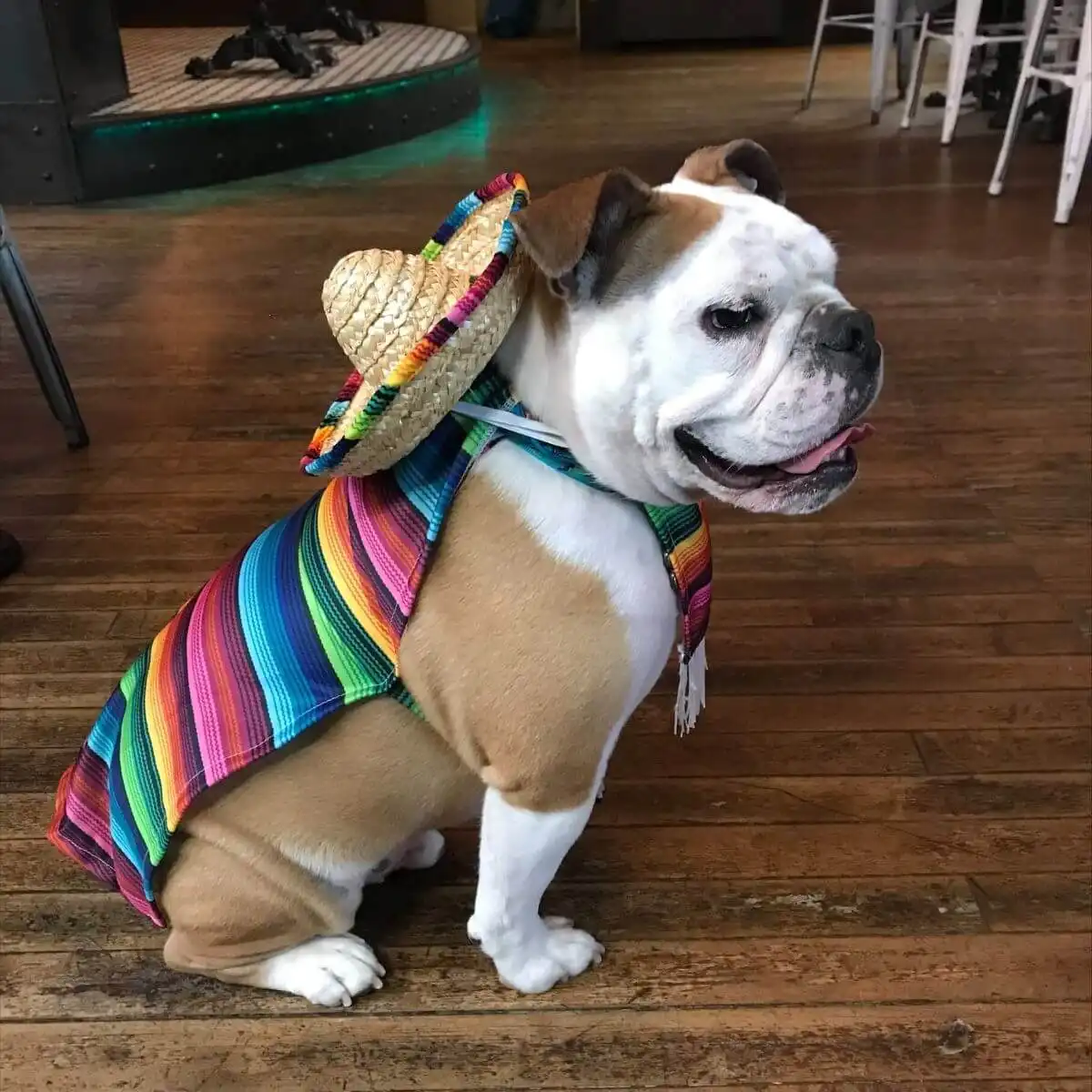 An English Bulldog sat in profile wearing a poncho and sombrero.