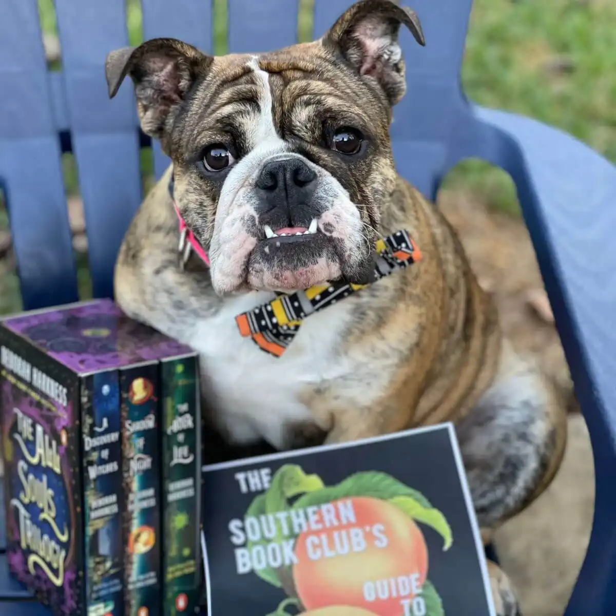 An English Bulldog sat on an adirondack chair outside with a halloween bow clipped to her collar. Beside the Bulldog are the Discovery of Witches boxset and a printout of the cover of The Southern Book Clubs Guide to Slaying Vampires.