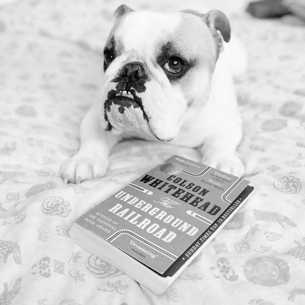 A black and white image of an English Bulldog with the book The Underground Railroad in front of him.