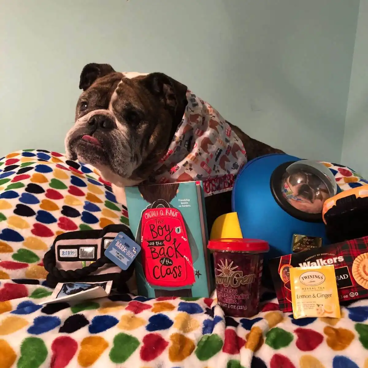 An English Bulldog sat on a love heart quilt wearing a bandana. In front of the Bulldog is the book The Boy at the Back of the Class. There is also a backpack with lots of snacks and toys.