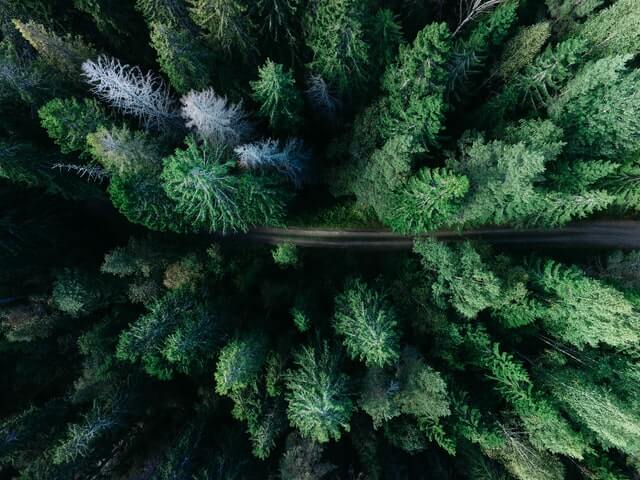 An arial view of the tops of trees