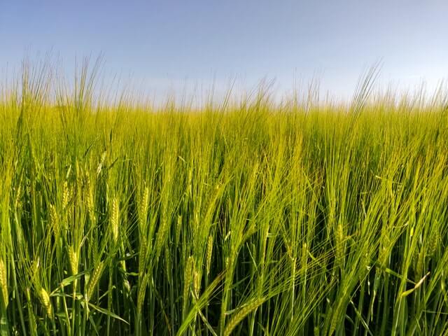 A close up view of a wheat field